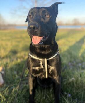 Black Labrador Retriever Dogs Available for Adoption - Buddy | PetCurious