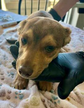 Miniature Pinscher and Mixed Breed Dogs Available for Adoption - Hope | PetCurious