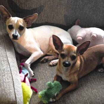 MARTIN & STEINBECK - BONDED PAIR -  Chihuahua Dog for Adoption in Largo, Florida - MARTIN & STEINBECK - BONDED PAIR | PetCurious