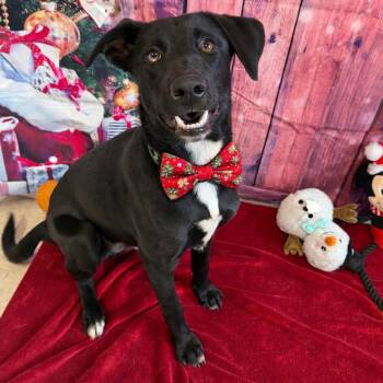 Labrador Retriever and Mixed Breed Dogs Available for Adoption in Binghamton, New York - Walnut | PetCurious