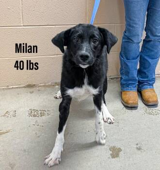 Rescue Border Collie Dogs for Adoption in Clearfield, Kentucky - Milan | PetCurious