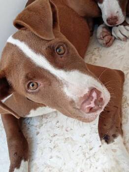 Jack -  Pit Bull Terrier Dog for Adoption in Mobile, Alabama - Jack | PetCurious