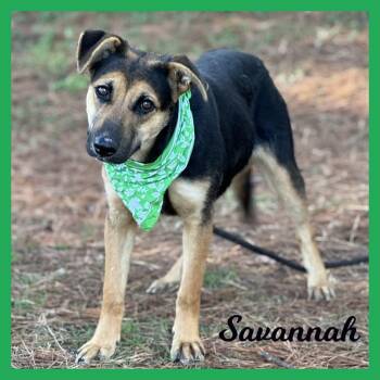Mixed Breed Dogs Available for Adoption - Savannah | PetCurious