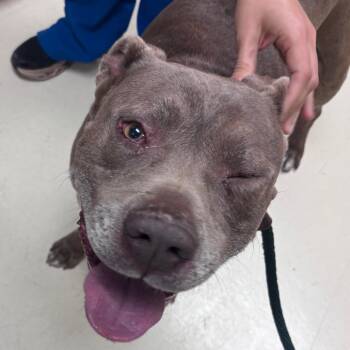 Maylo -  Pit Bull Terrier Dog for Adoption in Goleta, California - Maylo | PetCurious