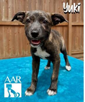 Yuki -  Plott Hound and Mixed Breed Dog for Adoption in Magnolia, Texas - Yuki | PetCurious