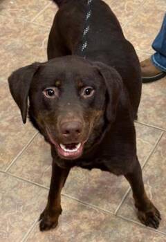 Labrador Retriever Dogs Available for Adoption - Tucker | PetCurious