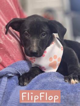 Flipflop -  German Shepherd Dog Dog for Adoption in Walthill, Nebraska - Flipflop | PetCurious
