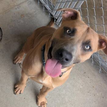 Scooby -  Great Dane and Pit Bull Terrier Dog for Adoption in Sand Springs, Oklahoma - Scooby | PetCurious