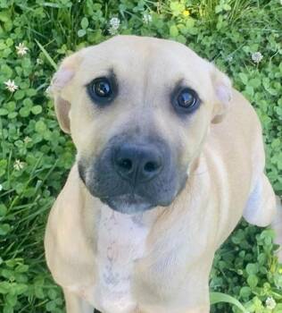 Zuri -  Pit Bull Terrier Dog for Adoption in Glasgow, Kentucky - Zuri | PetCurious