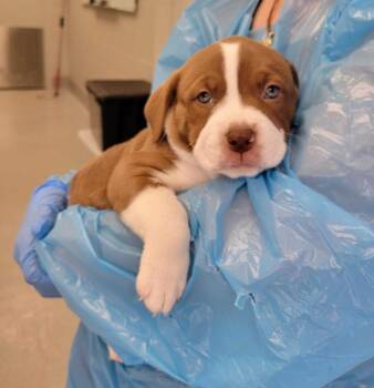 Pit Bull Terrier and Mixed Breed Dogs Available for Adoption in Chillicothe, Ohio - Turkey | PetCurious