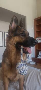 Sokah -  German Shepherd Dog Dog for Adoption in Vancouver, Washington - Sokah | PetCurious