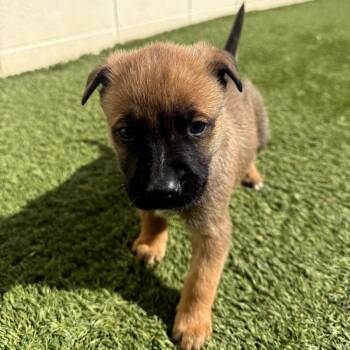 Mixed Breed Dogs Available for Adoption - Dash 5067 | PetCurious