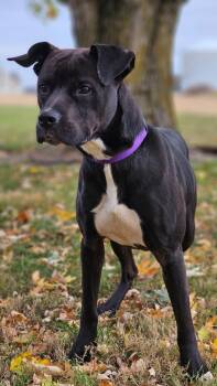 Rescue Pit Bull Terrier Dogs for Adoption in Huntington, Indiana - Capone | PetCurious