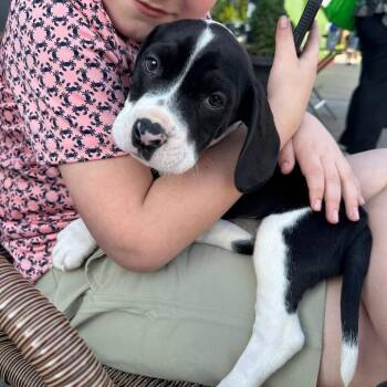 Baloo -  Pit Bull Terrier and Basset Hound Dog for Adoption in Prospect, Kentucky - Baloo | PetCurious