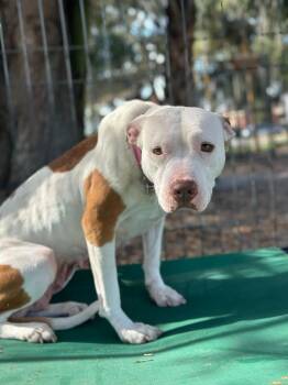American Staffordshire Terrier Dogs Available for Adoption - Missy | PetCurious