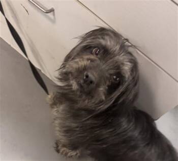 Terrier Dogs Available for Adoption - Missy | PetCurious