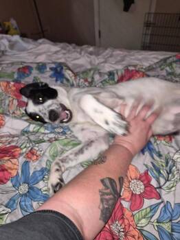 Dos -  Border Collie and Labrador Retriever Dog for Adoption in Millcreek, Utah - Dos | PetCurious
