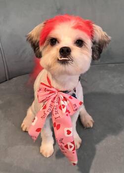 Lhasa Apso and Shih Tzu Dogs Available for Adoption - Rocky | PetCurious