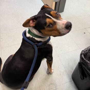 Sadie Lady -  Pit Bull Terrier Dog for Adoption in Philadelphia, Pennsylvania - Sadie Lady | PetCurious