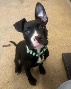 Pit Bull Terrier Dogs Available for Adoption - Nipsey | PetCurious