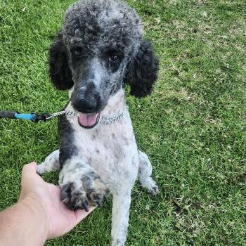 Rescue Standard Poodle Dogs for Adoption in Torrance, California - Brandon | PetCurious