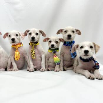 696 (2026) Cricket -  Terrier and Mixed Breed Dog for Adoption in Parker, Colorado - 696 (2026) Cricket | PetCurious