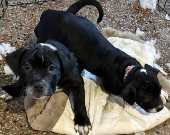 Terrier Dogs Available for Adoption in Sanford, Florida - Rick Castle FH | PetCurious