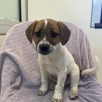 Liverpool -  Hound Dog for Adoption in Torrey, Utah - Liverpool | PetCurious