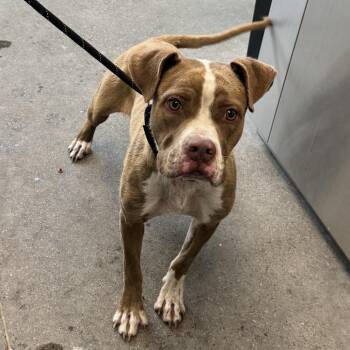 110712 -  Mixed Breed Dog for Adoption in Las Cruces, New Mexico - 110712 | PetCurious