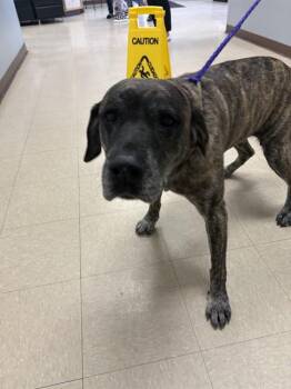 Mastiff and Mixed Breed Dogs Available for Adoption - MYLIE | PetCurious