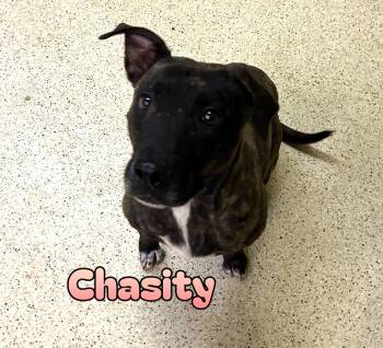 Chasity -  Terrier Dog for Adoption in Muncie, Indiana - Chasity | PetCurious