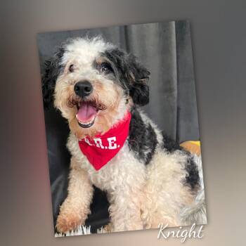 Knight -  Miniature Poodle Dog for Adoption in Fredericksburg, Virginia - Knight | PetCurious