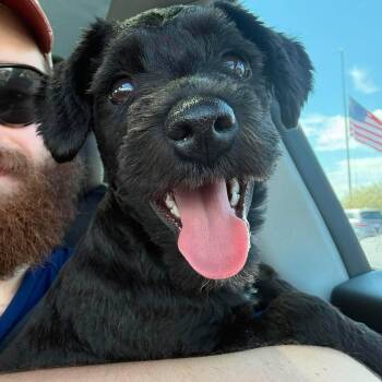 Ziggy -  Schnoodle Dog for Adoption in St. George, Utah - Ziggy | PetCurious