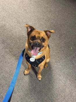 Piggy -  Chihuahua Dog for Adoption in Alden, New York - Piggy | PetCurious
