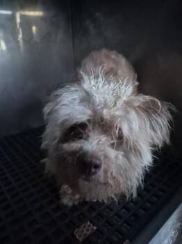 Pen 224 -  Maltese Dog for Adoption in Lawrenceville, Georgia - Pen 224 | PetCurious