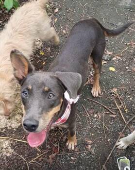 Kaylie -  Dachshund Dog for Adoption in Albion, New York - Kaylie | PetCurious