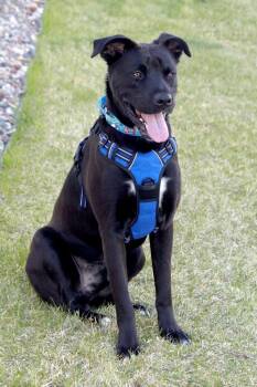 Mixed Breed Dogs Available for Adoption in Savage, Minnesota - Cash | PetCurious