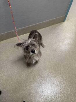 Cairn Terrier Dogs Available for Adoption - LUNETTE | PetCurious