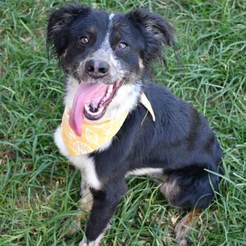 Pluto -  Collie Dog for Adoption in Beaumont, Texas - Pluto | PetCurious
