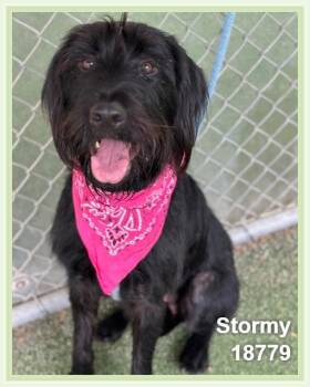 Terrier and Schnauzer Dogs Available for Adoption in Marietta, Georgia - STORMY | PetCurious