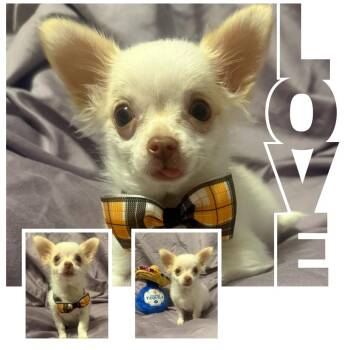 Thor -  Chihuahua Dog for Adoption in Zionsville, Indiana - Thor | PetCurious