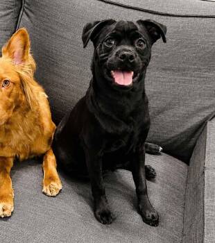 Milou -  Pug and Mixed Breed Dog for Adoption in Saugus, Massachusetts - Milou | PetCurious