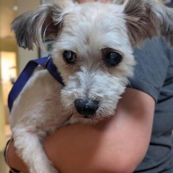 Atticus -  Maltese Dog for Adoption in Pasadena, California - Atticus | PetCurious