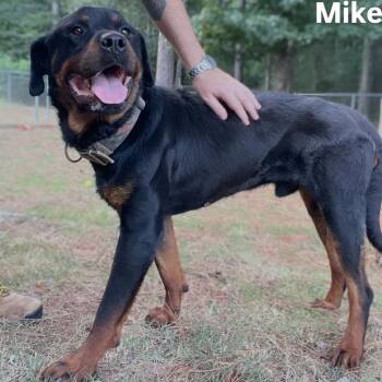 Mike -  Rottweiler Dog for Adoption in Little Rock, Arkansas - Mike | PetCurious
