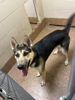 Siberian Husky and German Shepherd Dog Dogs Available for Adoption in Springfield, Massachusetts - JABBAR | PetCurious
