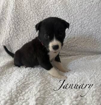 January- Mama August Calendar Crew -  Labrador Retriever and Pit Bull Terrier Dog for Adoption in Carmel Hamlet, New York - January- Mama August Calendar Crew | PetCurious
