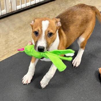 Zelda -  Mixed Breed Dog for Adoption in Westhampton, New York - Zelda | PetCurious