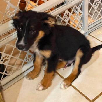 Tristan -  Australian Shepherd and Mixed Breed Dog for Adoption in Fredericksburg, Virginia - Tristan | PetCurious