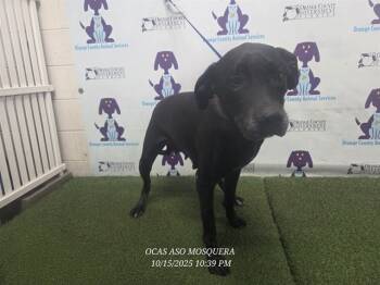 Rescue Labrador Retriever Dogs for Adoption in Orlando, Florida - ESMERALDA | PetCurious