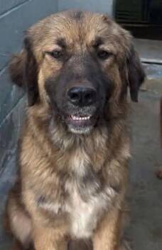 Mocha - At shelter -  Anatolian Shepherd and Great Pyrenees Dog for Adoption in Rustburg, Virginia - Mocha - At Shelter | PetCurious
